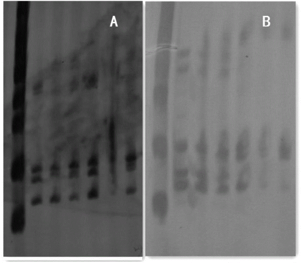 High-efficiency silver staining method for PAGE