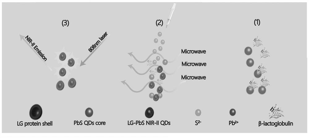 Preparation method and imaging method of quantum dots for clinical skeletal in vivo imaging