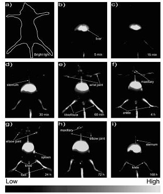 Preparation method and imaging method of quantum dots for clinical skeletal in vivo imaging