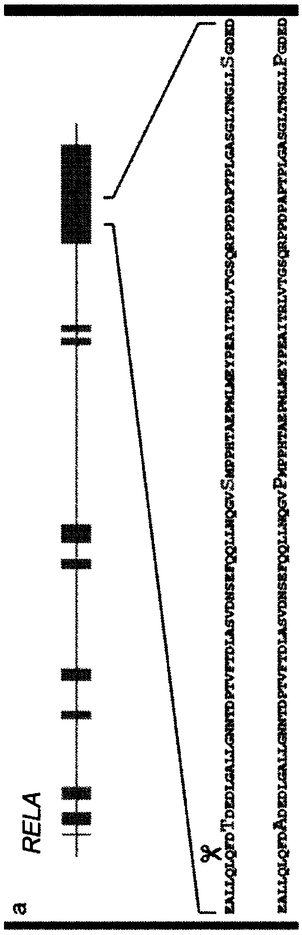 Genetically-edited swine