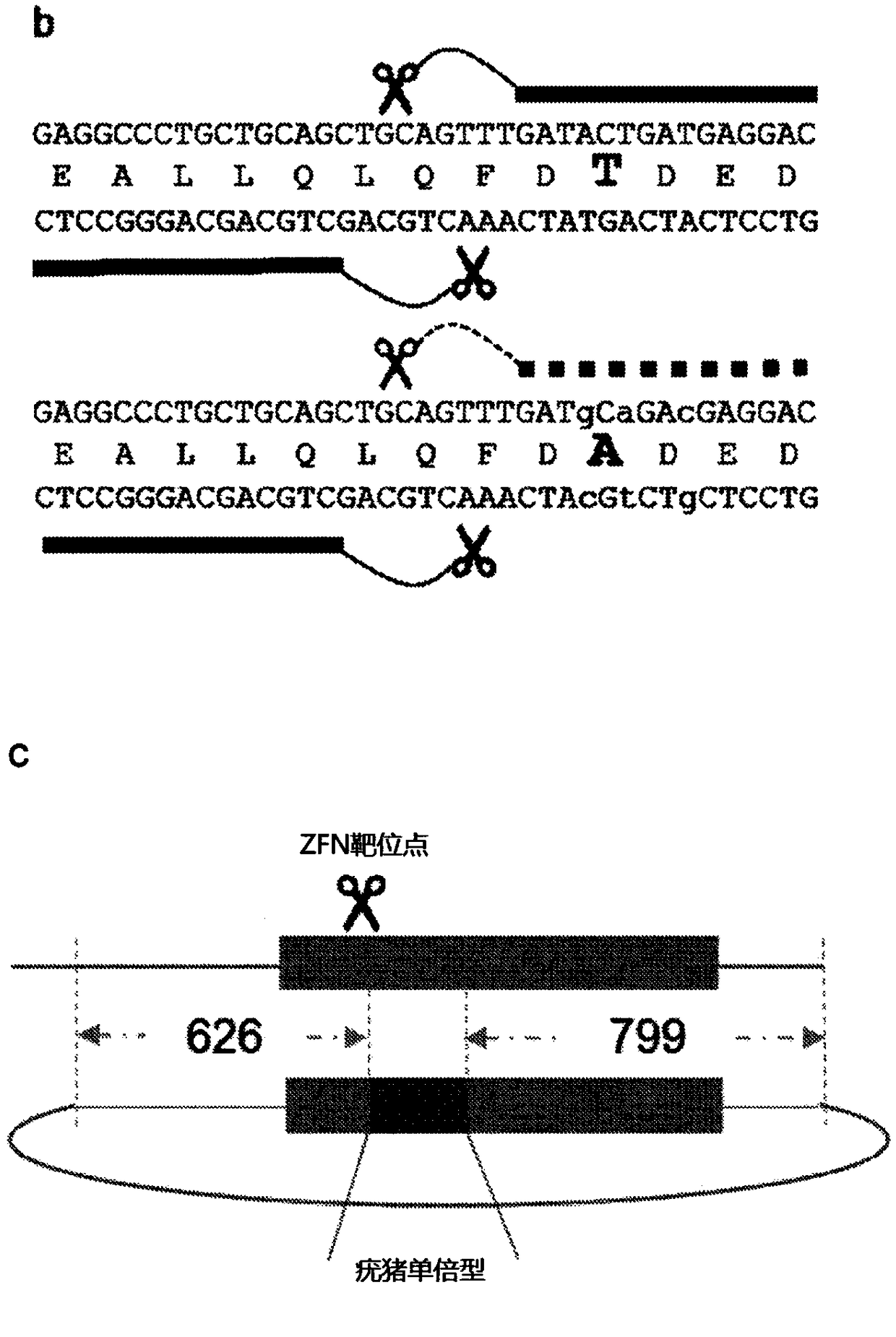 Genetically-edited swine