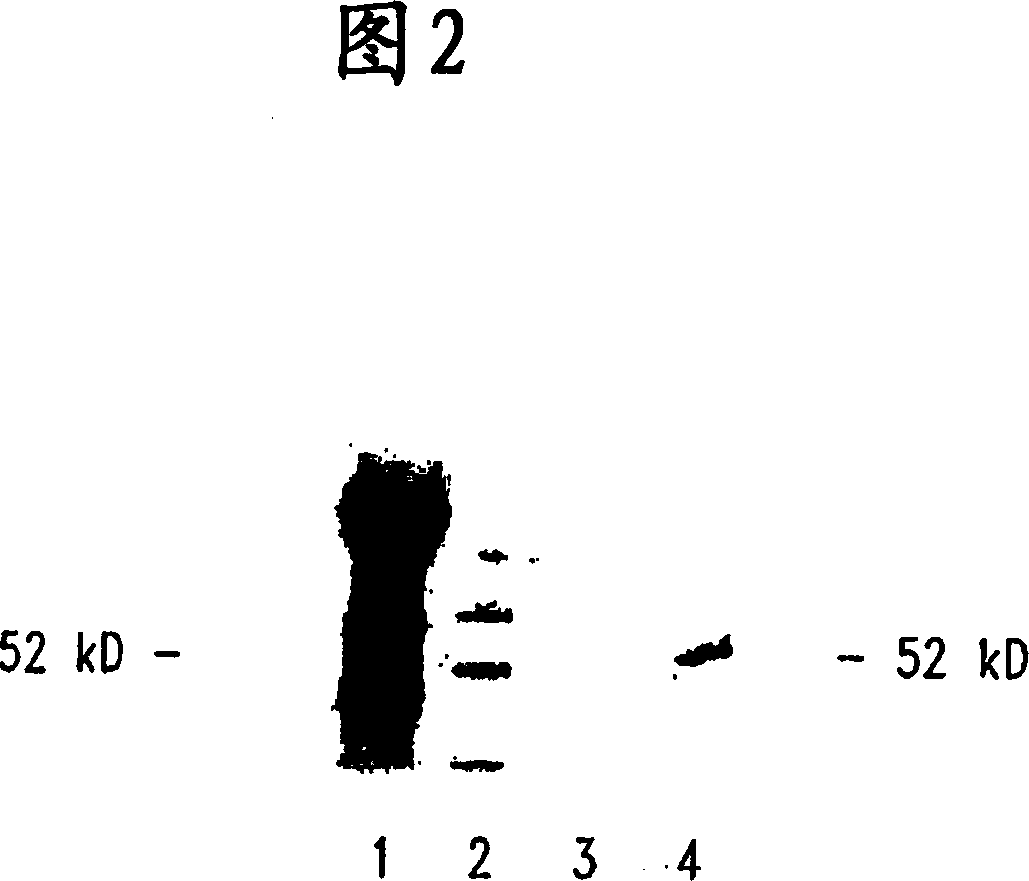 Compositions and methods for wt1 specific immunotherapy