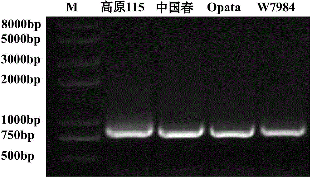 Novel wheat gene TaMYB7D capable of adjusting and controlling synthesis and metabolism of anthocyanin