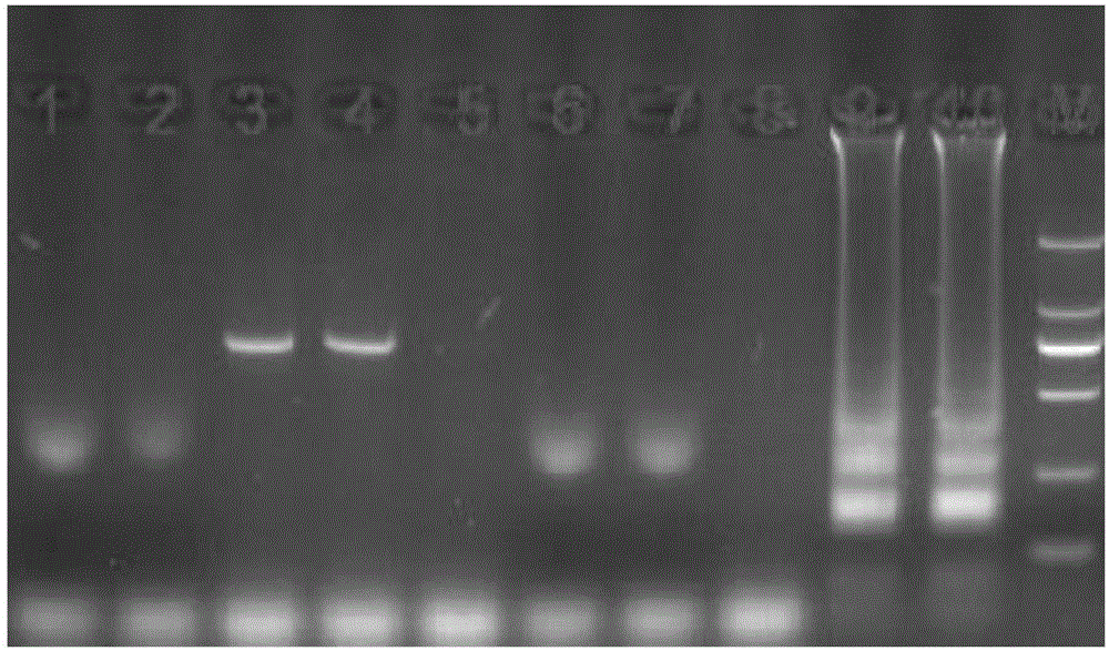 RT-LAMP (reverse transcription and loop-mediated isothermal amplification) detection primer group, RT-LAMP detection kit and RT-LAMP detection method for simian immunodeficiency virus