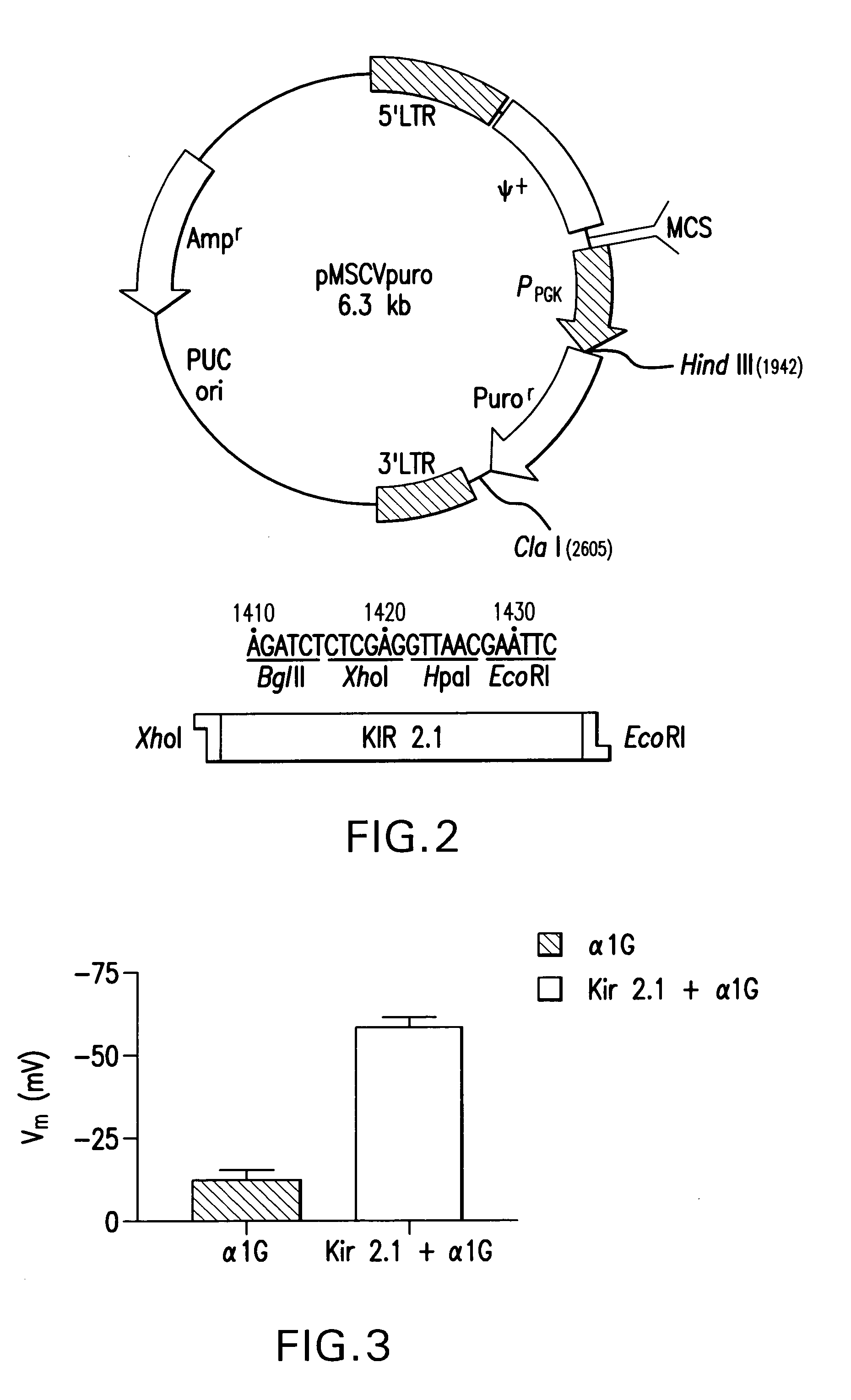 HEK293 cell line for activity studies and HTS system of alpha1G T-type Ca2+ channel