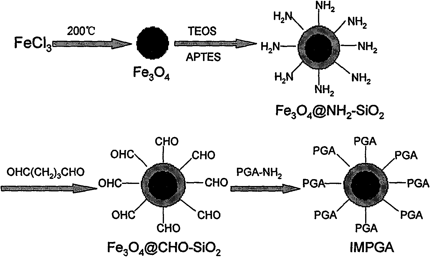 Magnetic/functionalized SiO2 composite microsphere immobilized enzyme and preparation method thereof