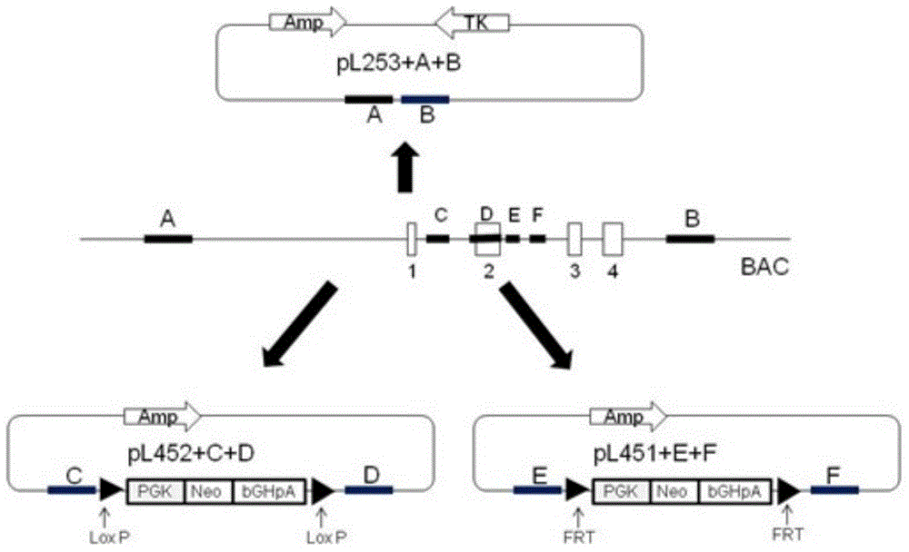 Method for conditional knockout of Lox13 gene of mouse and application