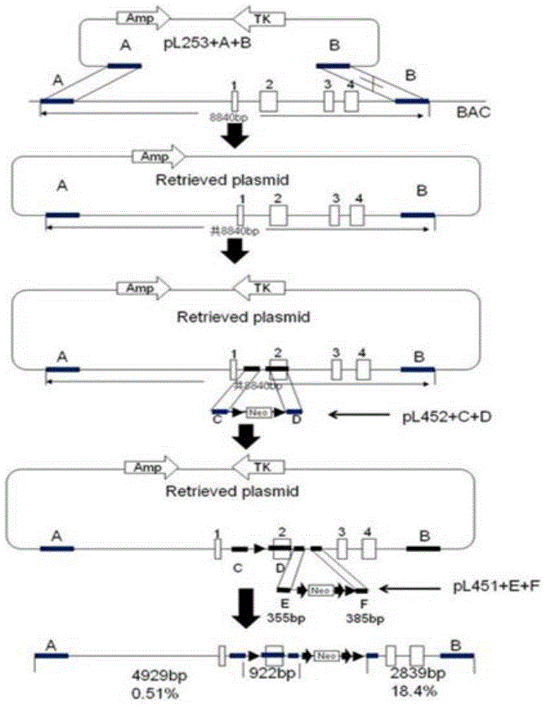 Method for conditional knockout of Lox13 gene of mouse and application