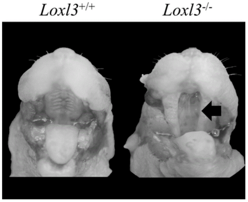 Method for conditional knockout of Lox13 gene of mouse and application