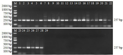 A method for species identification of edible sea cucumber based on DNA microbarcoding technology