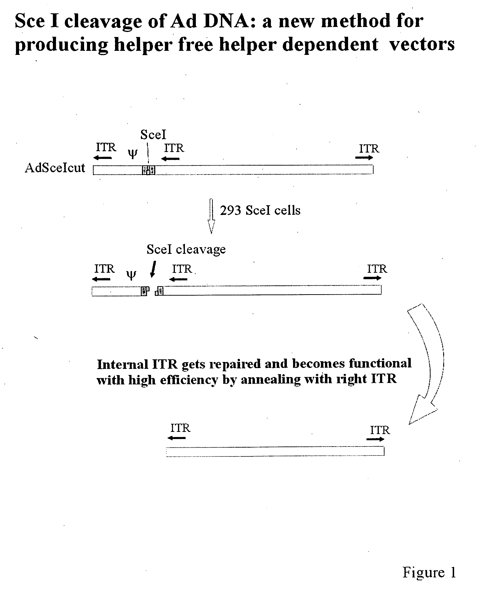 Adenovirus vectors comprising meganuclease-type endonucleases, and related systems