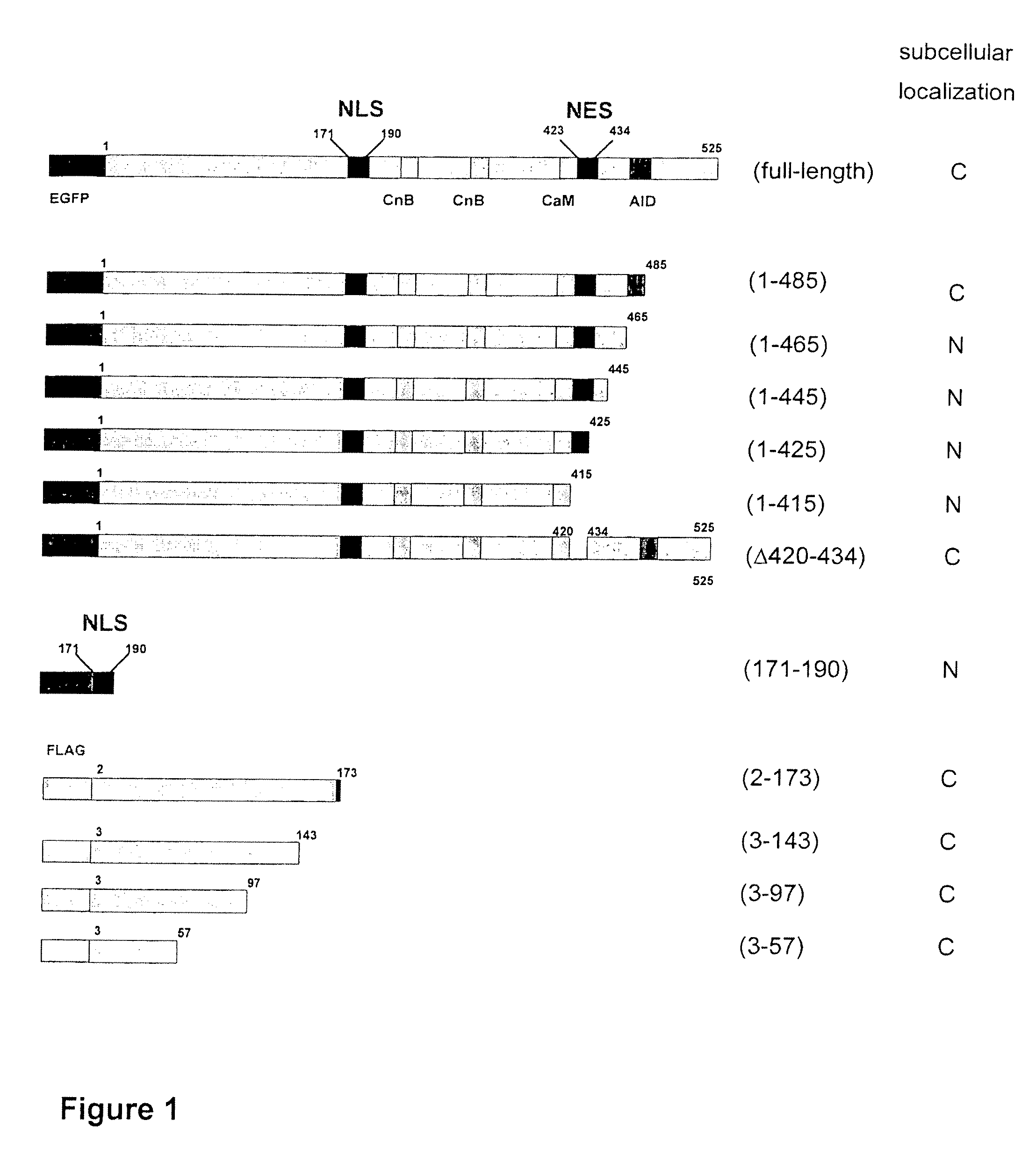 Peptide for inhibition of calcineurin