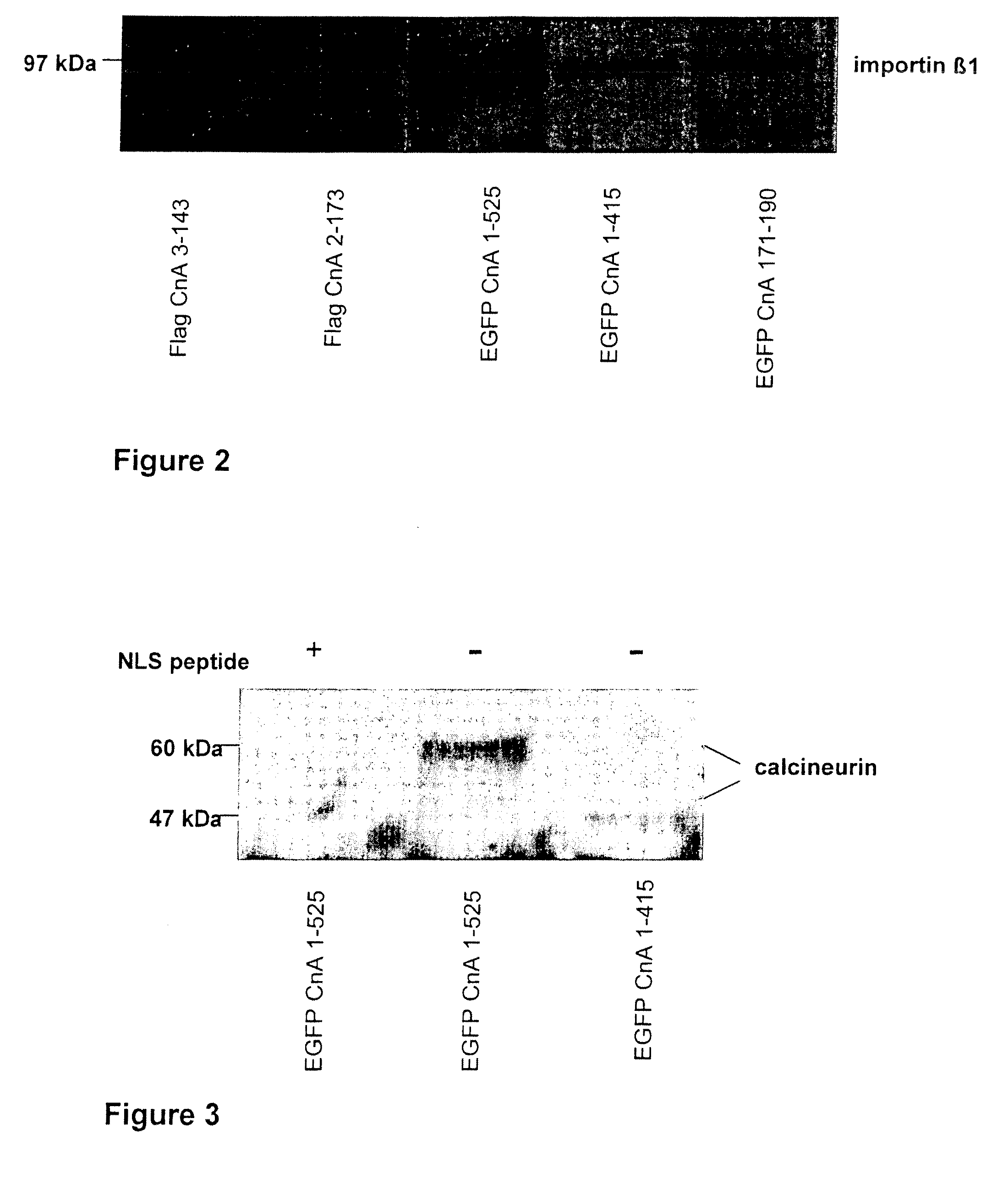 Peptide for inhibition of calcineurin