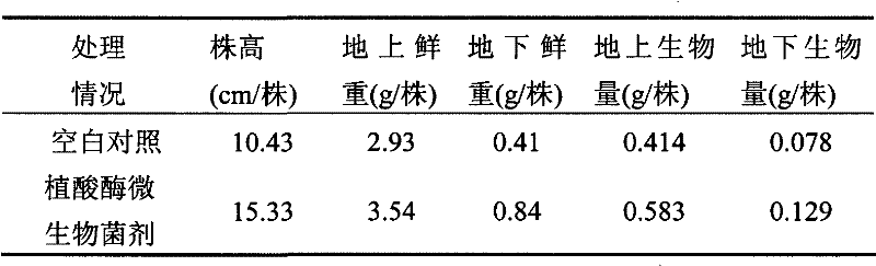 Phytase microbial inoculum and preparation method thereof