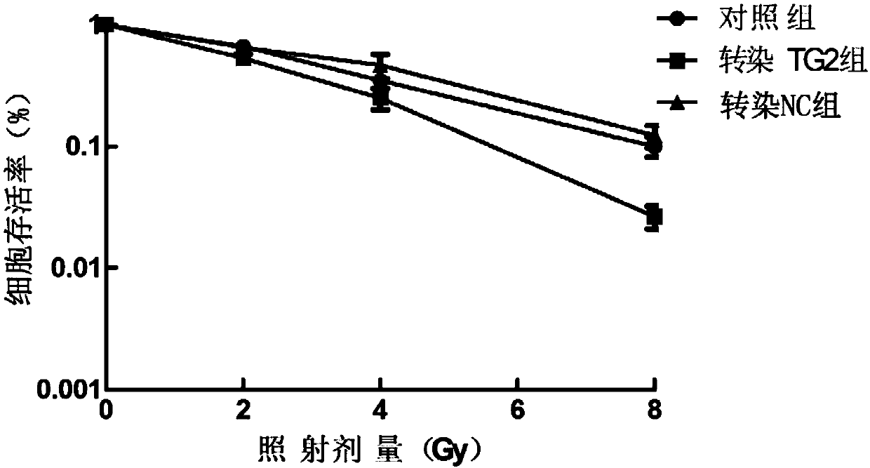 Application of reagent for restraining or reducing TG2 gene expression in preparation of tumor radiotherapy sensitivity-enhancing medicine