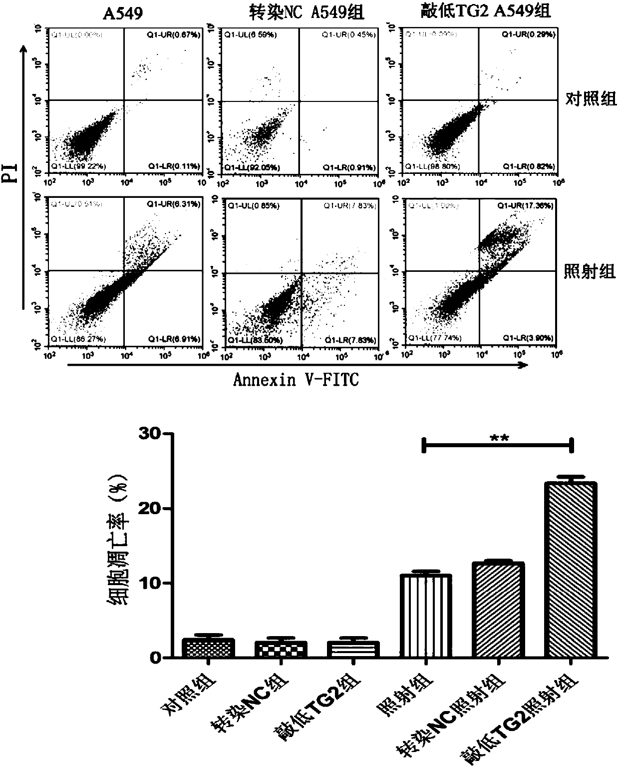 Application of reagent for restraining or reducing TG2 gene expression in preparation of tumor radiotherapy sensitivity-enhancing medicine