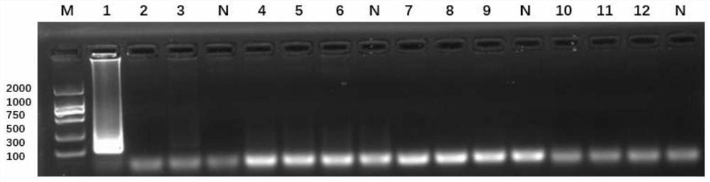 Method for identifying bactrocera minax and primer group used by method