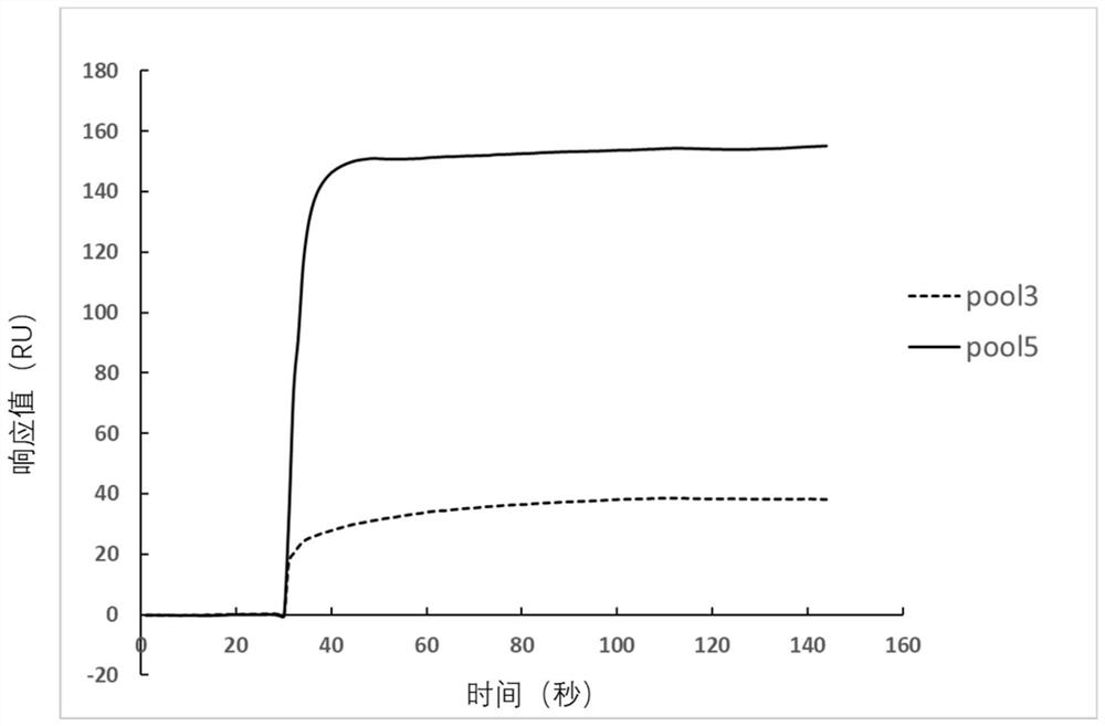 Nucleic acid aptamer combined with nucleocapsid protein of novel coronavirus SARS-CoV-2 and application of nucleic acid aptamer