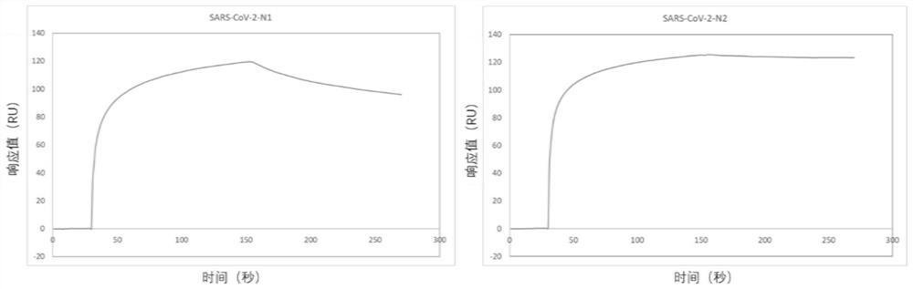 Nucleic acid aptamer combined with nucleocapsid protein of novel coronavirus SARS-CoV-2 and application of nucleic acid aptamer