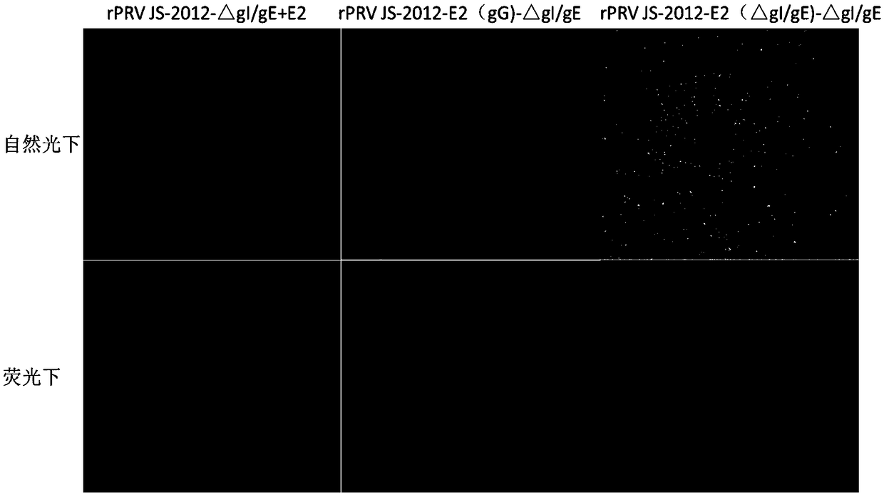 Recombinant pseudorabies virus strain expressing hog cholera virus E2 protein and preparation method and application thereof