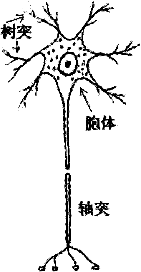 Information processing method and device for simulating biological neuron information processing mechanism