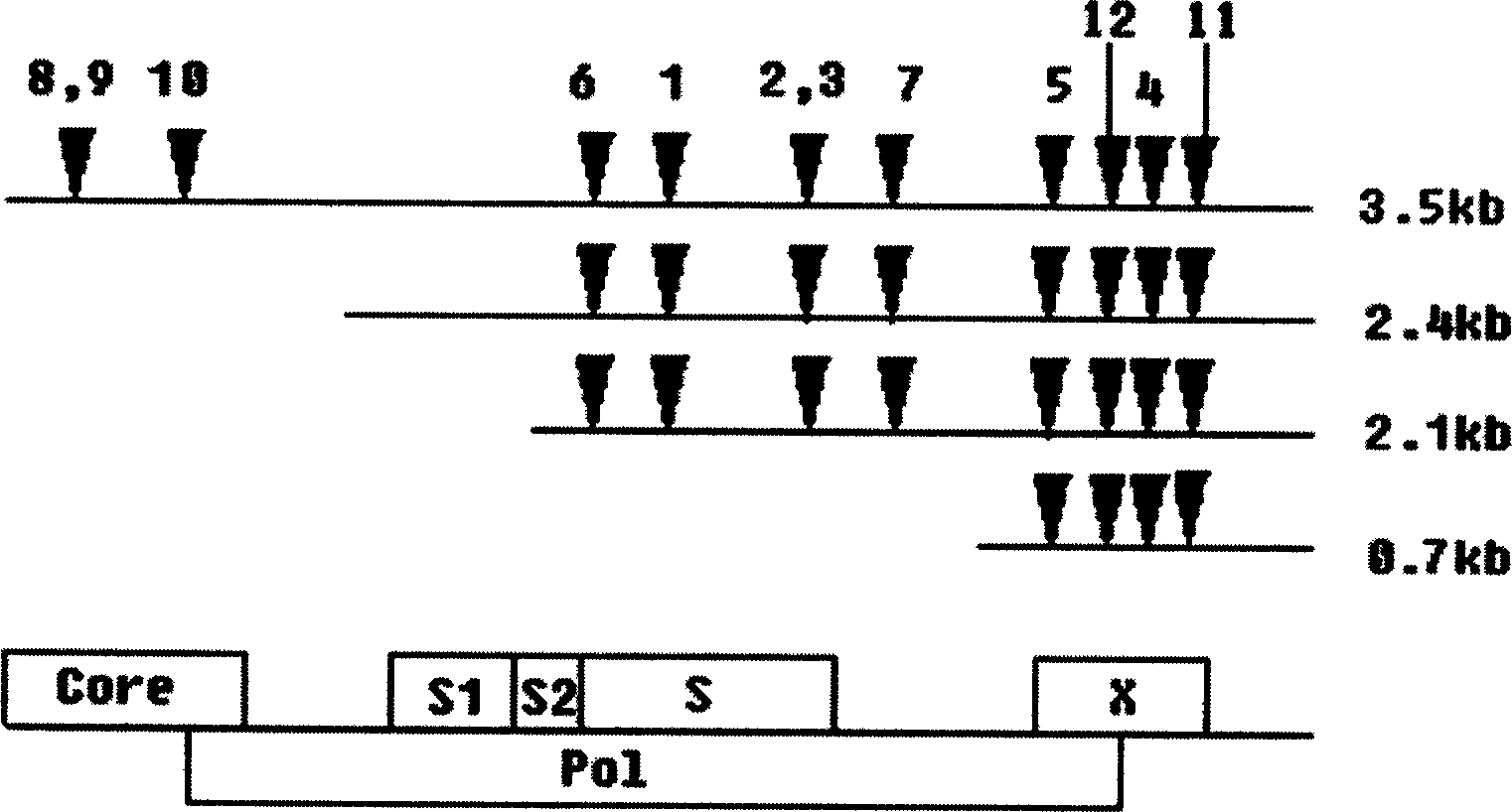 RNA interfered target sequence of HBV and use thereof