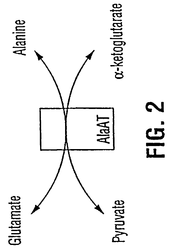 Plants with enhanced levels of nitrogen utilization proteins in their root epidermis and uses thereof