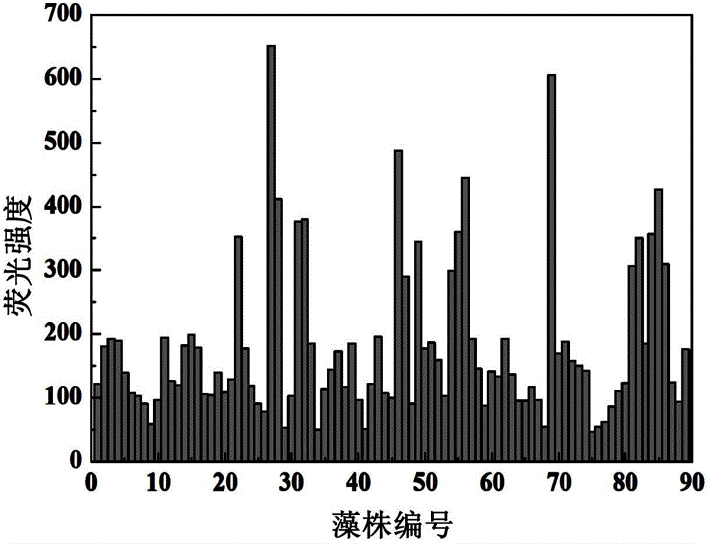 High-throughput screening method of oil-rich microalgae