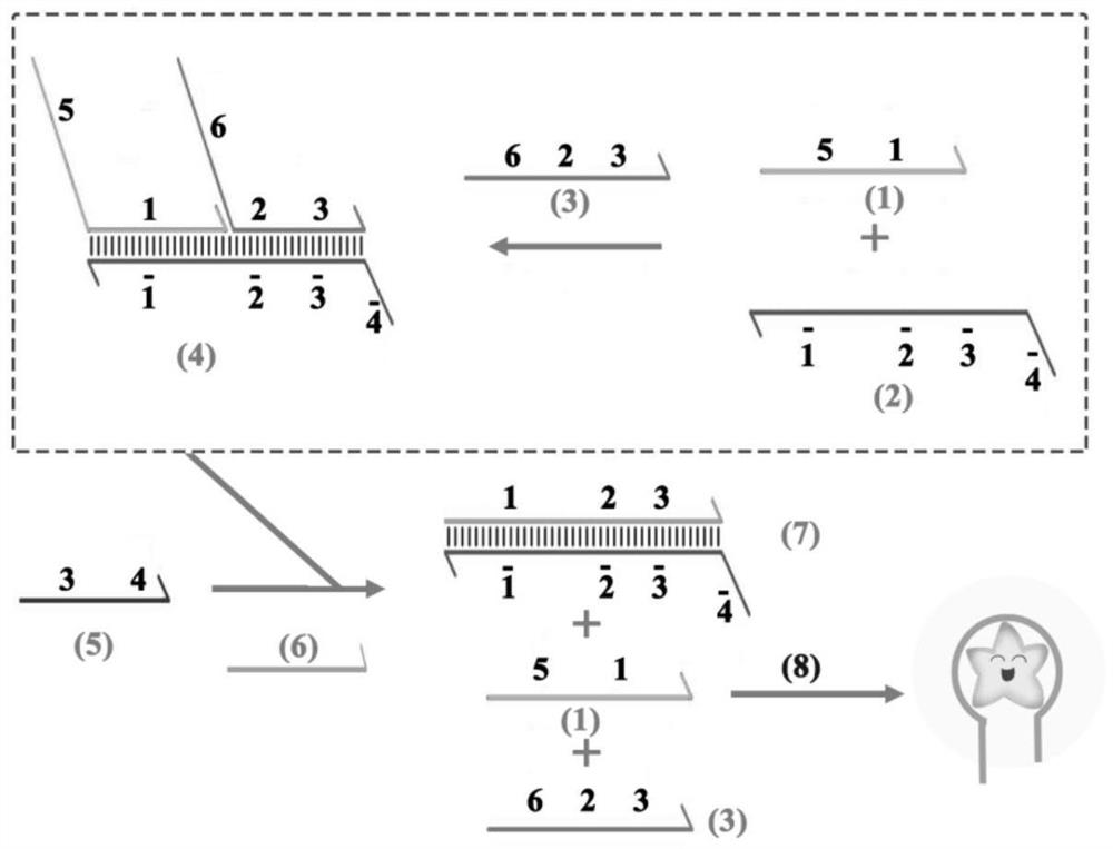 miRNA detection and imaging method, composition and kit