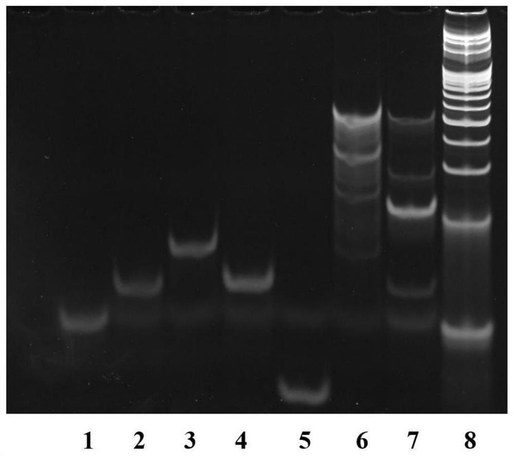 miRNA detection and imaging method, composition and kit