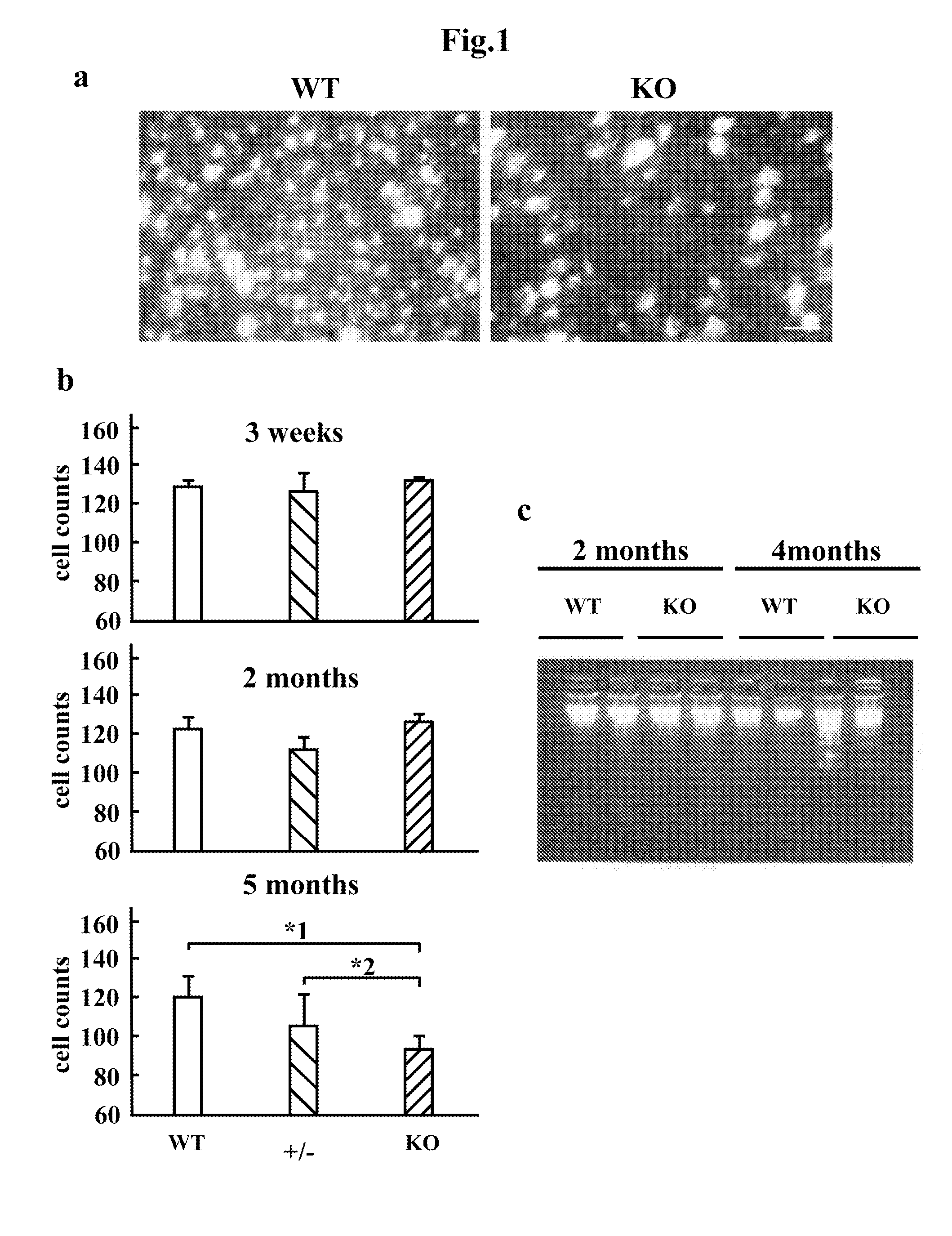 Normal-tension glaucoma model and method for evaluation of test substances by using same