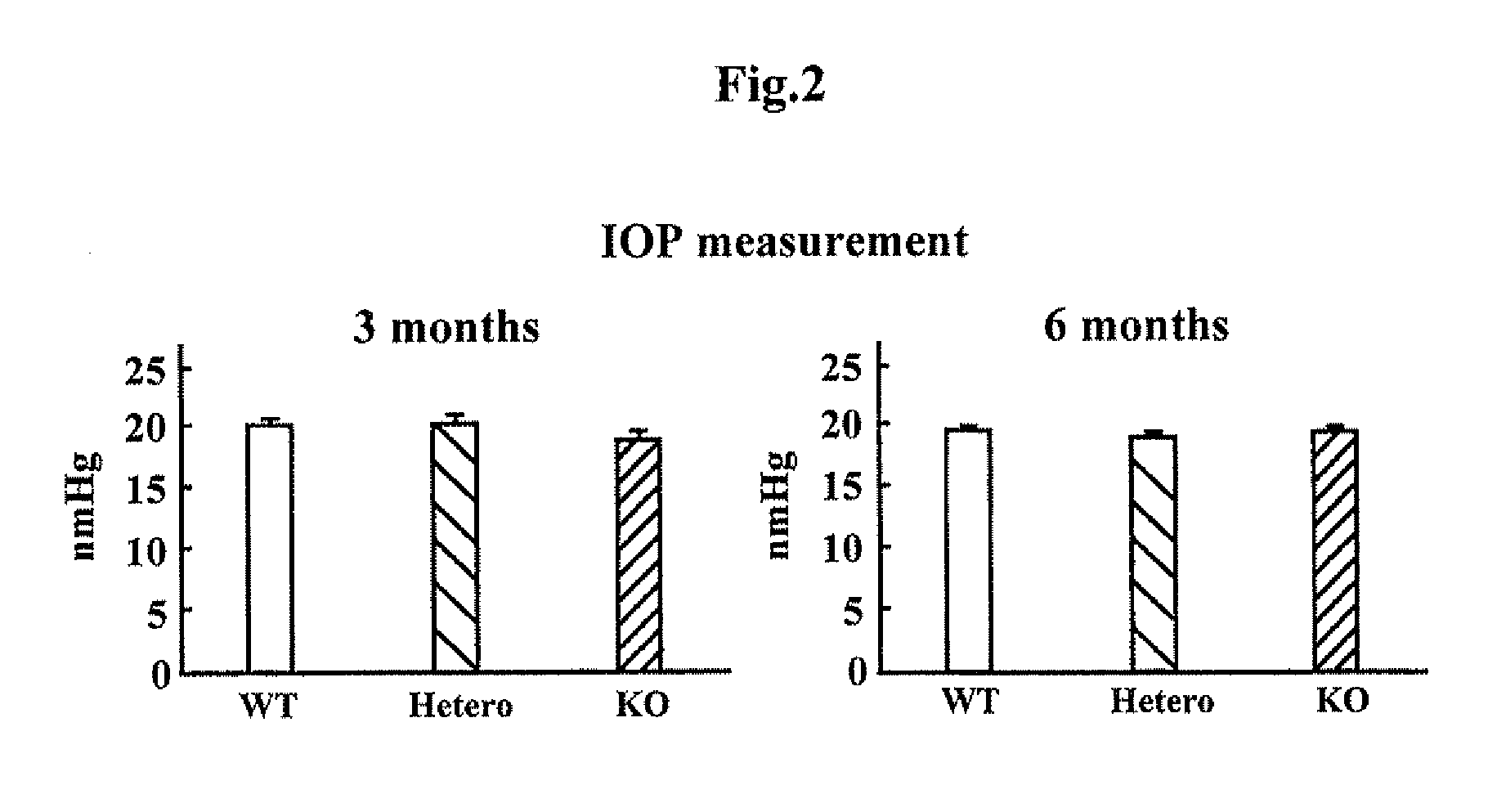 Normal-tension glaucoma model and method for evaluation of test substances by using same