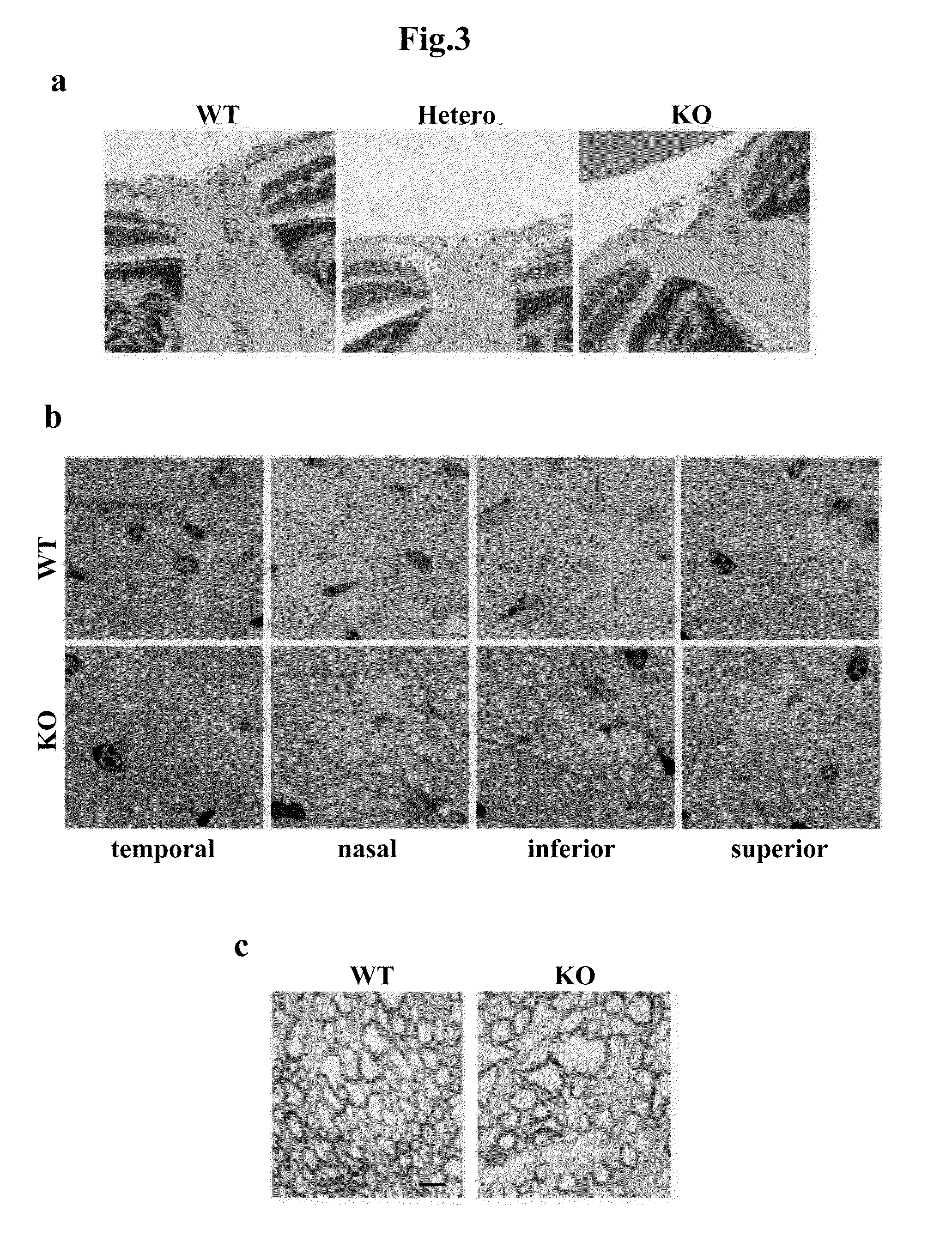 Normal-tension glaucoma model and method for evaluation of test substances by using same