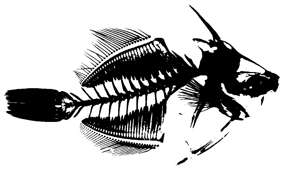 A kind of preparation method of colorful skeleton specimen