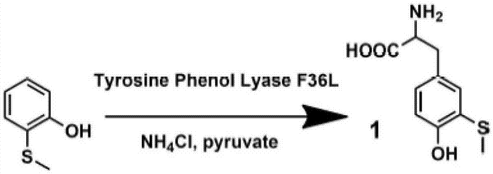 3-Methylthiotyrosine Translation System and Its Application