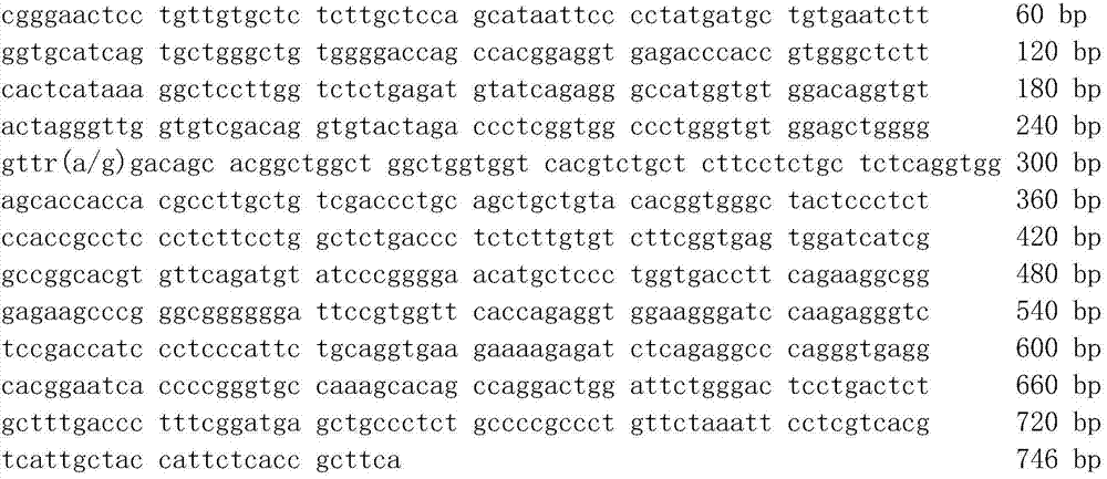 Molecular cloning of GLP2R gene fragments associated with pork quality traits and application of GLP2R gene fragments