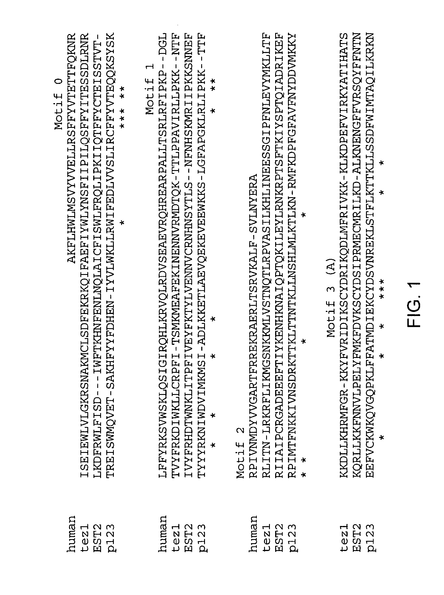 Nucleic acid compositions for eliciting an immune response against telomerase reverse transcriptase