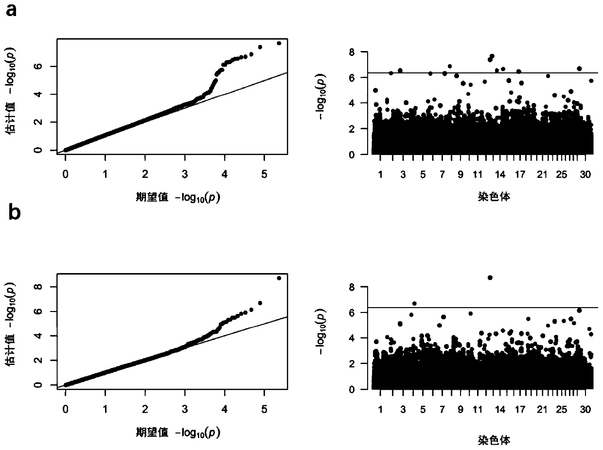 Molecular marker and detection method of thermal stress endurance of holstein