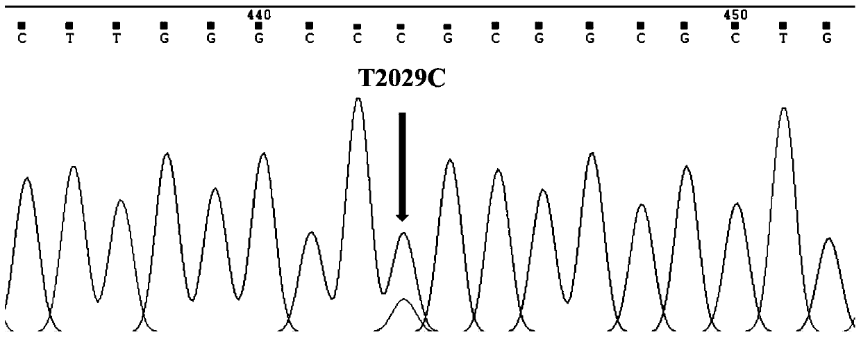 Molecular marker and detection method of thermal stress endurance of holstein