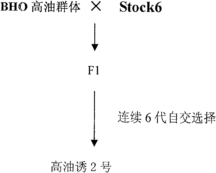 Method for inducing corn haploid and multi-embryo using high oil type inducing series