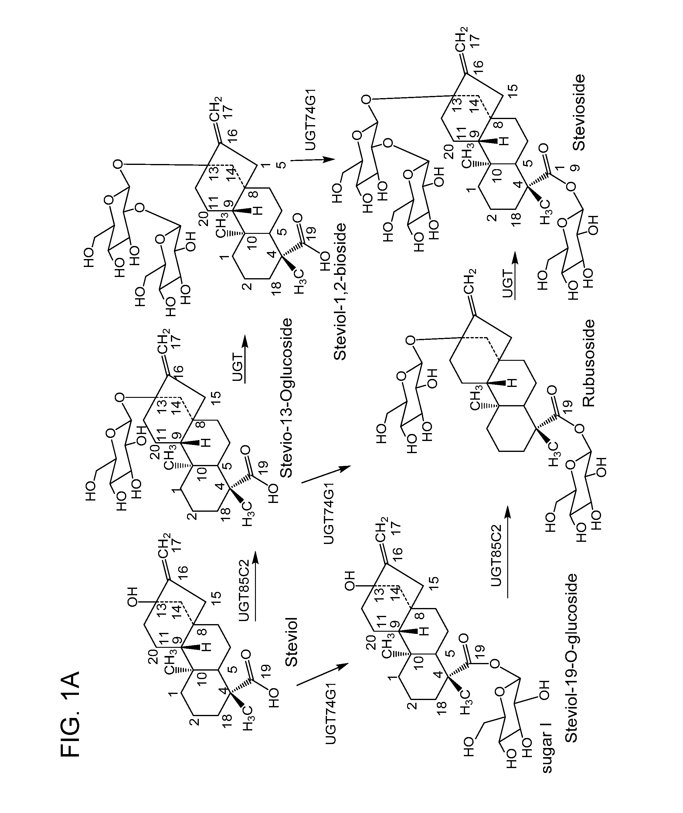 Non-caloric sweeteners and methods for synthesizing