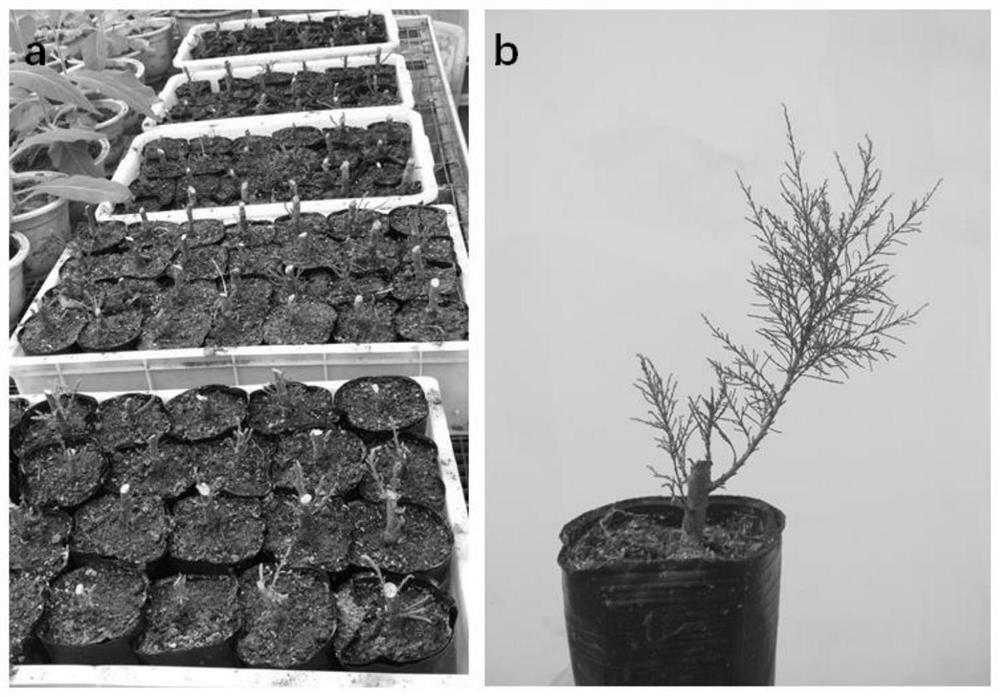 A method for making Cistanche tuberosa-Tamarisk integrated seedlings