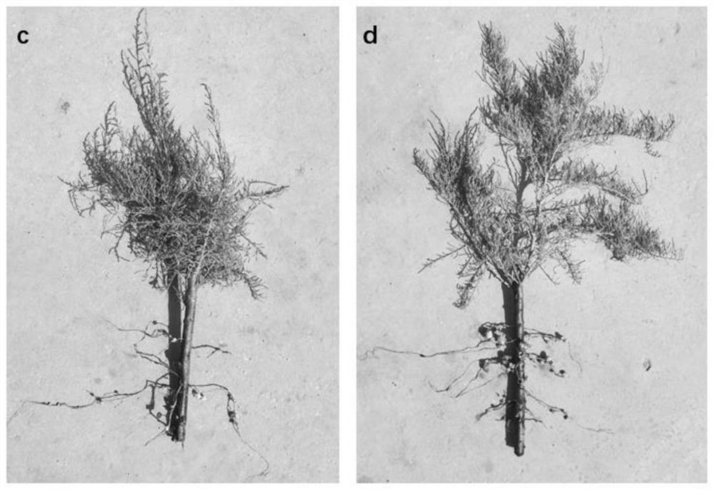 A method for making Cistanche tuberosa-Tamarisk integrated seedlings