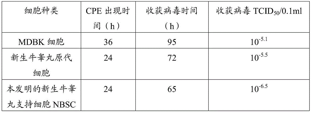 Cell line used for separation culture and multiplication of Orf virus (ORFV) as well as preparation method and application of cell line