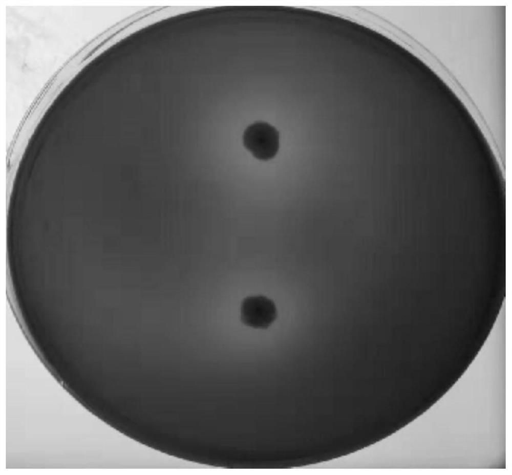 A marine sediment-derived lignin-degrading bacteria and its application in degrading lignin