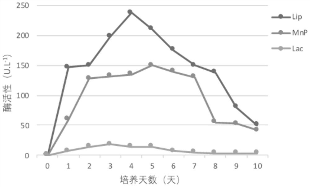 A marine sediment-derived lignin-degrading bacteria and its application in degrading lignin