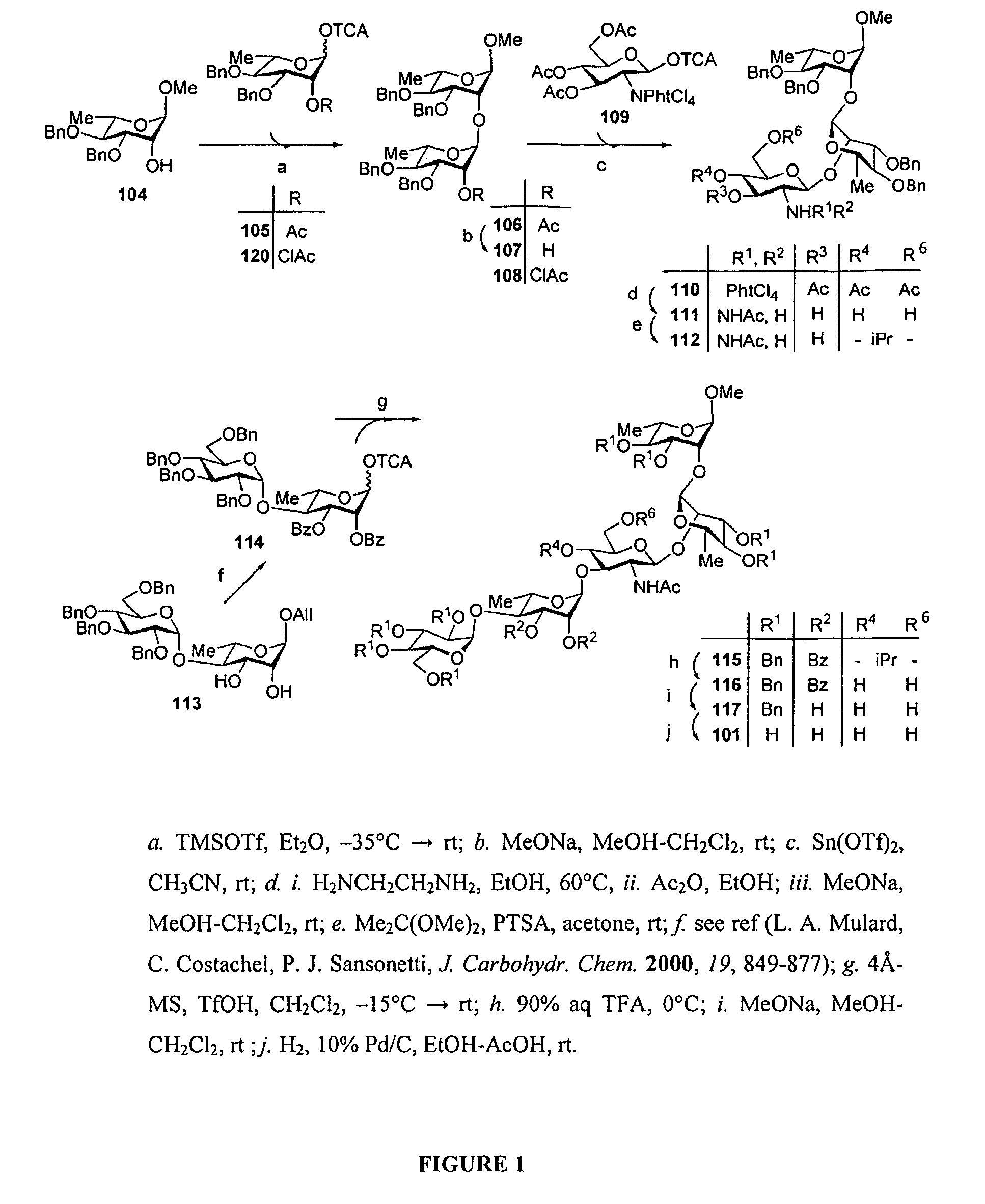 Glycoconjugates and their use as potential vaccines against infection by <i>Shigella flexneri</i>