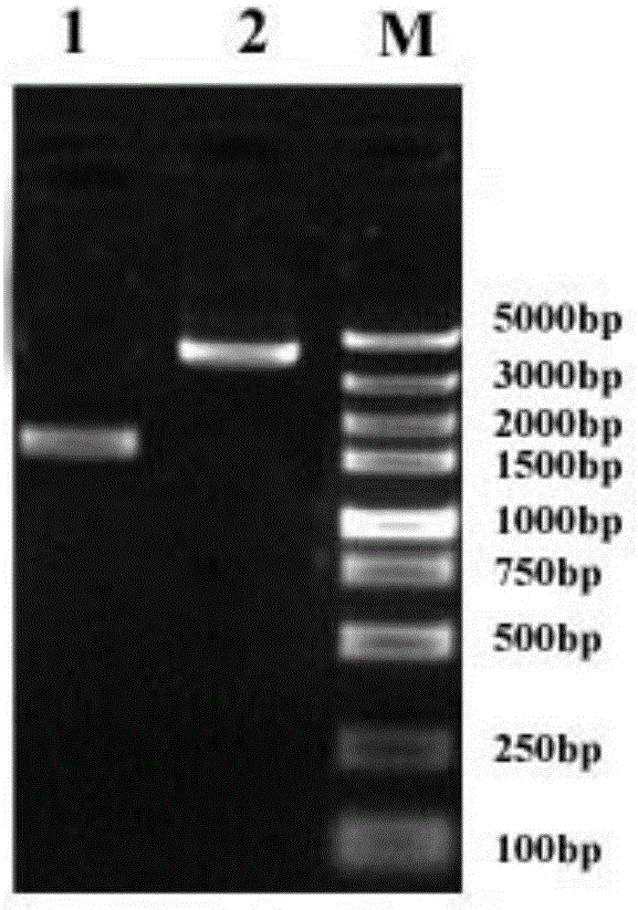 Spodoptera exigua vitellogenin receptor, specific peptide chain, vector, strain and application thereof