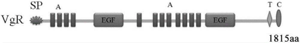 Spodoptera exigua vitellogenin receptor, specific peptide chain, vector, strain and application thereof