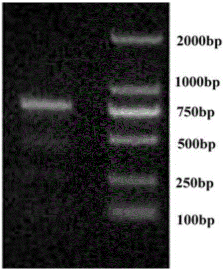 Spodoptera exigua vitellogenin receptor, specific peptide chain, vector, strain and application thereof